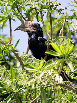 20140719_1174-Silver-cheecked-Hornbill.JPG