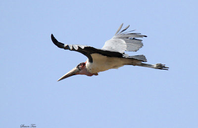 20140719_1176-Marabou-Stork.JPG