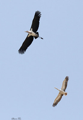 20140719_1178-Marabou-Stork-PBPelican.JPG