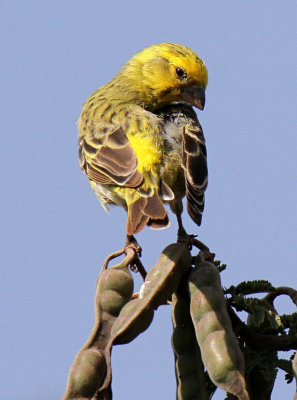 20140719_1184-White-bellied-Canary.JPG