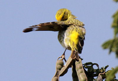 20140719_1186-White-bellied-Canary.JPG