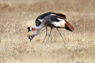 20140720_1204-Grey-crowned-Crane.JPG