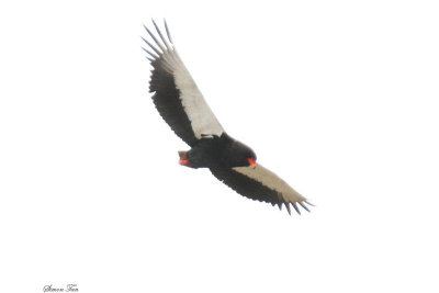 20140720_1212-Bateleur_male.JPG