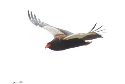 20140720_1214-Bateleur-male.JPG