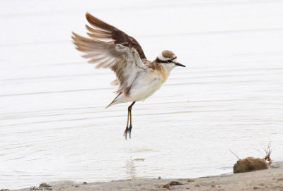 20140720_1216-Kittlitzs-Plover.JPG