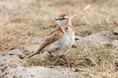 20140720_1224-Red-capped-Lark.JPG