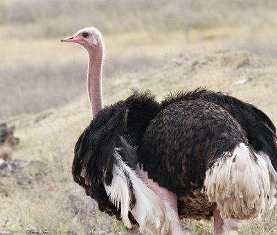 20140720_1232-Ostrich.JPG