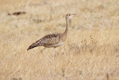 20140720_1236-White-bellied-Bustard.JPG