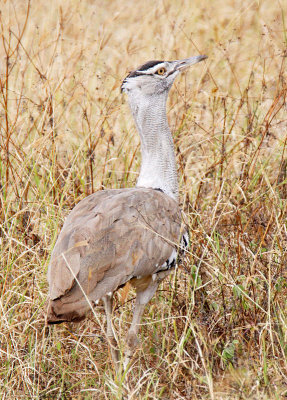 20140720_1240-Kori-Bustard.JPG