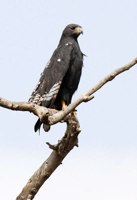 20140720_1242-Angur-Buzzard.JPG