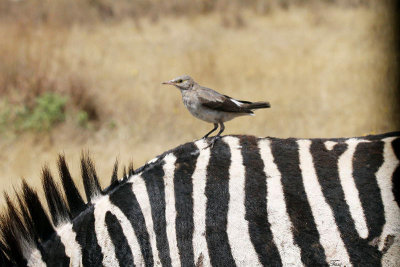 20140720_1252-Wattled-Starling-Zebra.JPG