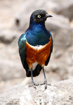 20140720_1260-Superb-Starling.JPG