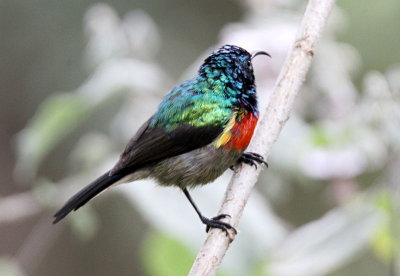 20140720_1270-Eastern-Double-collared-Sunbird.JPG