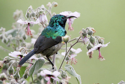 20140720_1272-Eastern-Double-Collared-Sunbird.JPG