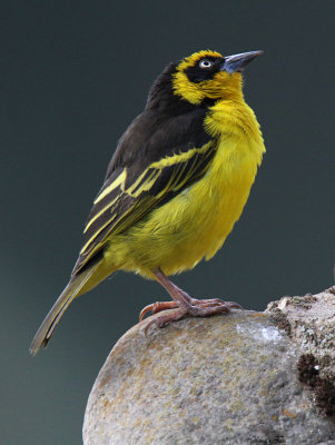 20140720_1292-Baglafecht-Weaver.JPG