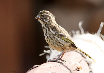 20140720_1294-Streaky-Seedeater.JPG
