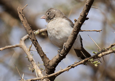 20140721_1326-id-Yellow-spotted-Petronia-Maasai-Village.JPG