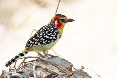 20140721_1332-Red-And-Yellow-Barbet.jpg
