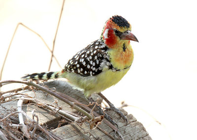 20140721_1334-Red-And-Yellow-Barbet.JPG