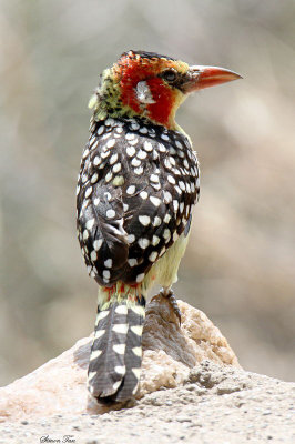 20140721_1336-Red-And-Yellow-Barbet.JPG