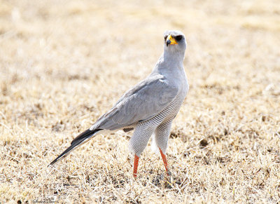 20140721_1338-Pale-Chanting-Goshhawk.JPG