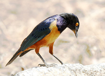 20140721_1342-Hildebrandts-Starling.JPG