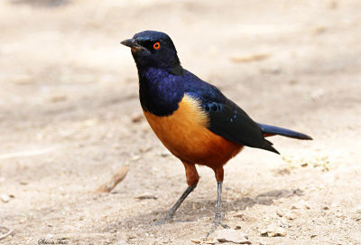 20140721_1344-Hildebrandts-Starling.JPG