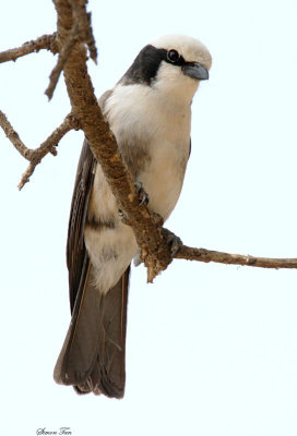 20140721_1346-Northern-White-crowned-Shrike.JPG