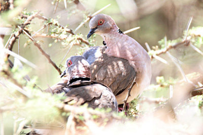 20140721_1348-African-Mourning-Dove.JPG