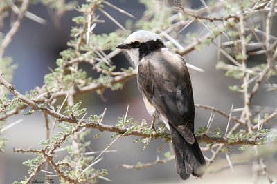 20140721_1350-Northern-White-crowned-Shrike.JPG