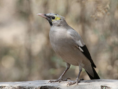 20140721_1354-Wattled-Starling.JPG
