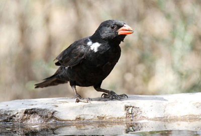 20140721_1356-Red-billed-Buffalo-Weaver.JPG