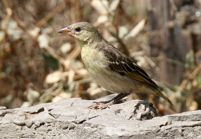 20140721_1360-id.JPG