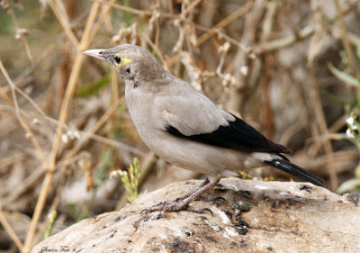 20140721_1362-Wattled-Starling.JPG