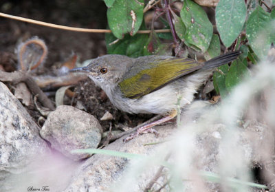 20140721_1364-Green-backed-Camaroptera.JPG