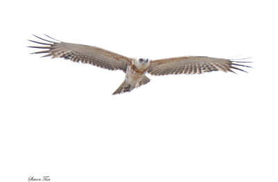 20140721_1366-id.JPG
