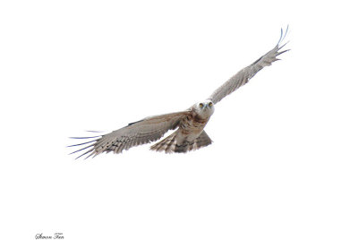 20140721_1368-id.JPG