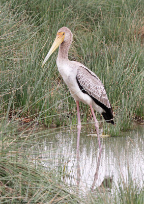 20140721_1370-Yellow-billed-Stork.JPG