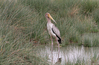 20140721_1372-Yellow-billed-Stork.JPG
