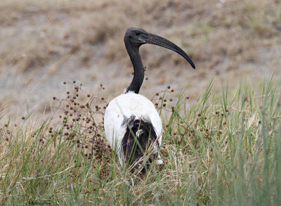 20140721_1374-Sacred-Ibis.JPG