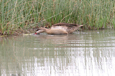 20140721_1376-Cape-Teal__.JPG