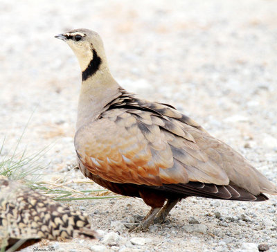20140721_1380-Yellow-throated-Sandgrouse.JPG