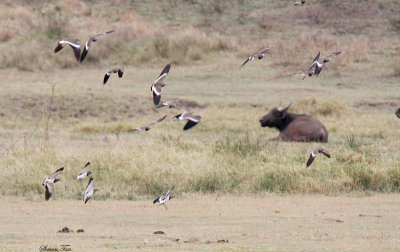 20140721_1386-Black-winged-Lapwing.JPG