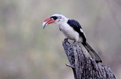 20140721_1388-Von-der-Deckens-Hornbill.JPG