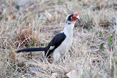 20140721_1390-Von-der-Deckens-Hornbill.JPG