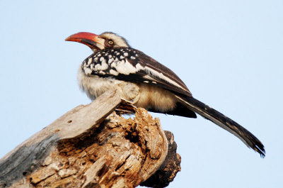 20140721_1392-Red-billed-Hornbill.JPG