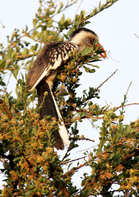 20140721_1394-Red-billed-Hornbill.JPG