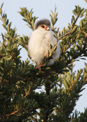 20140721_1396-Pygmy-Falcon.JPG
