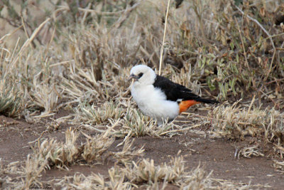20140721_1398-White-headed-Buffalo-Weaver.JPG