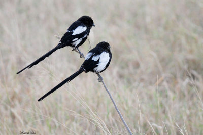 20140721_1400-Magpie-Shrike_2.JPG